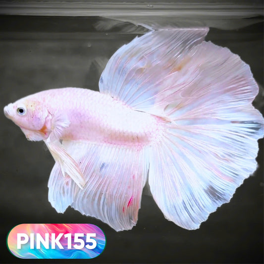 Pink Halfmoon Male Betta Fish | You Pick Fish | Order Directly From Farm
