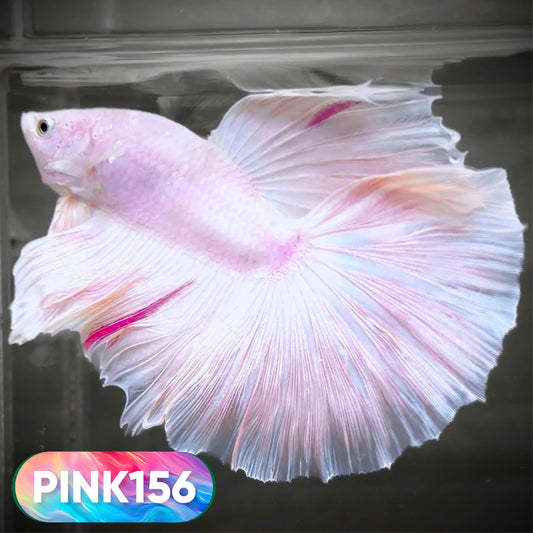 Pink Halfmoon Male Betta Fish | You Pick Fish | Order Directly From Farm