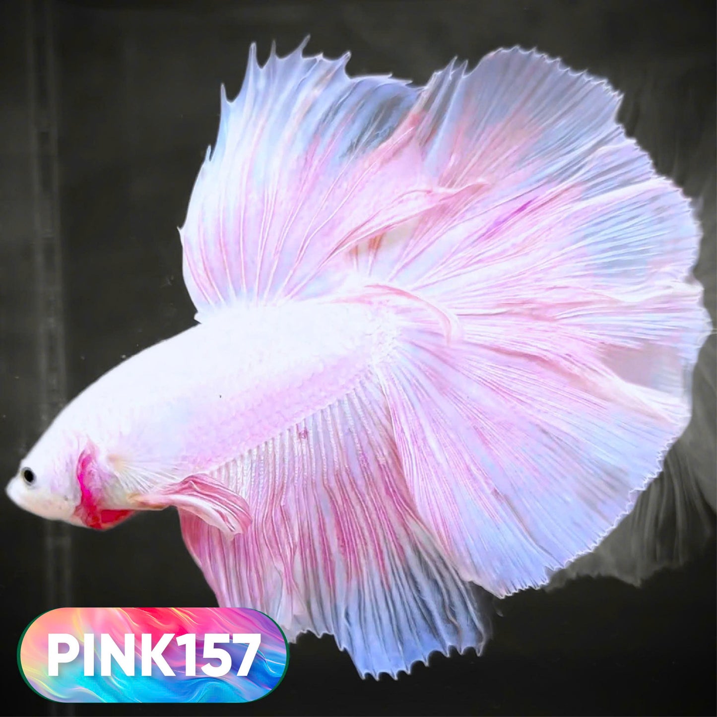 Pink Halfmoon Male Betta Fish | You Pick Fish | Order Directly From Farm