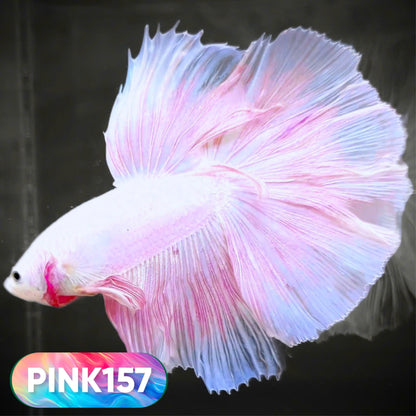 Pink Halfmoon Male Betta Fish | You Pick Fish | Order Directly From Farm