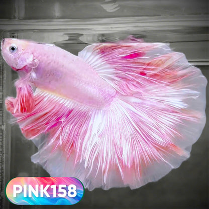 Pink Halfmoon Male Betta Fish | You Pick Fish | Order Directly From Farm
