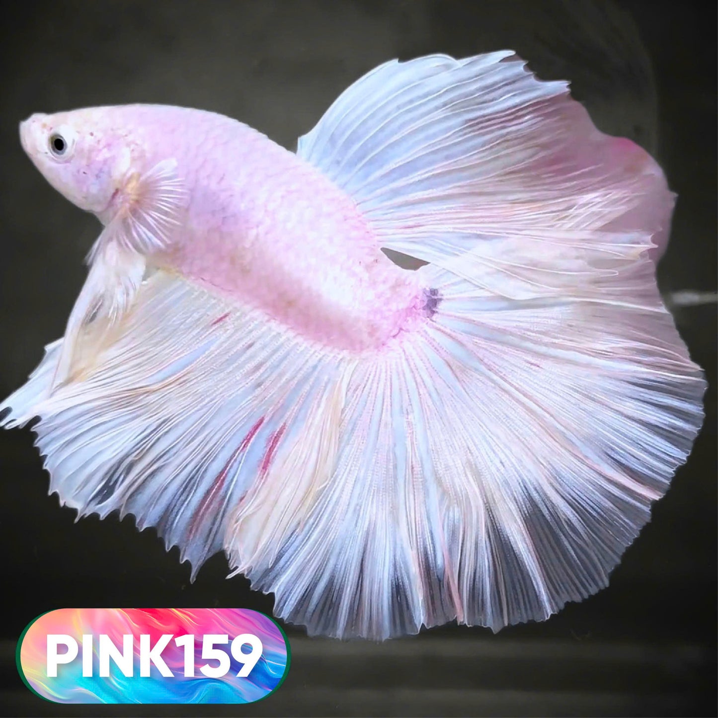 Pink Halfmoon Male Betta Fish | You Pick Fish | Order Directly From Farm
