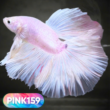 Pink Halfmoon Male Betta Fish | You Pick Fish | Order Directly From Farm