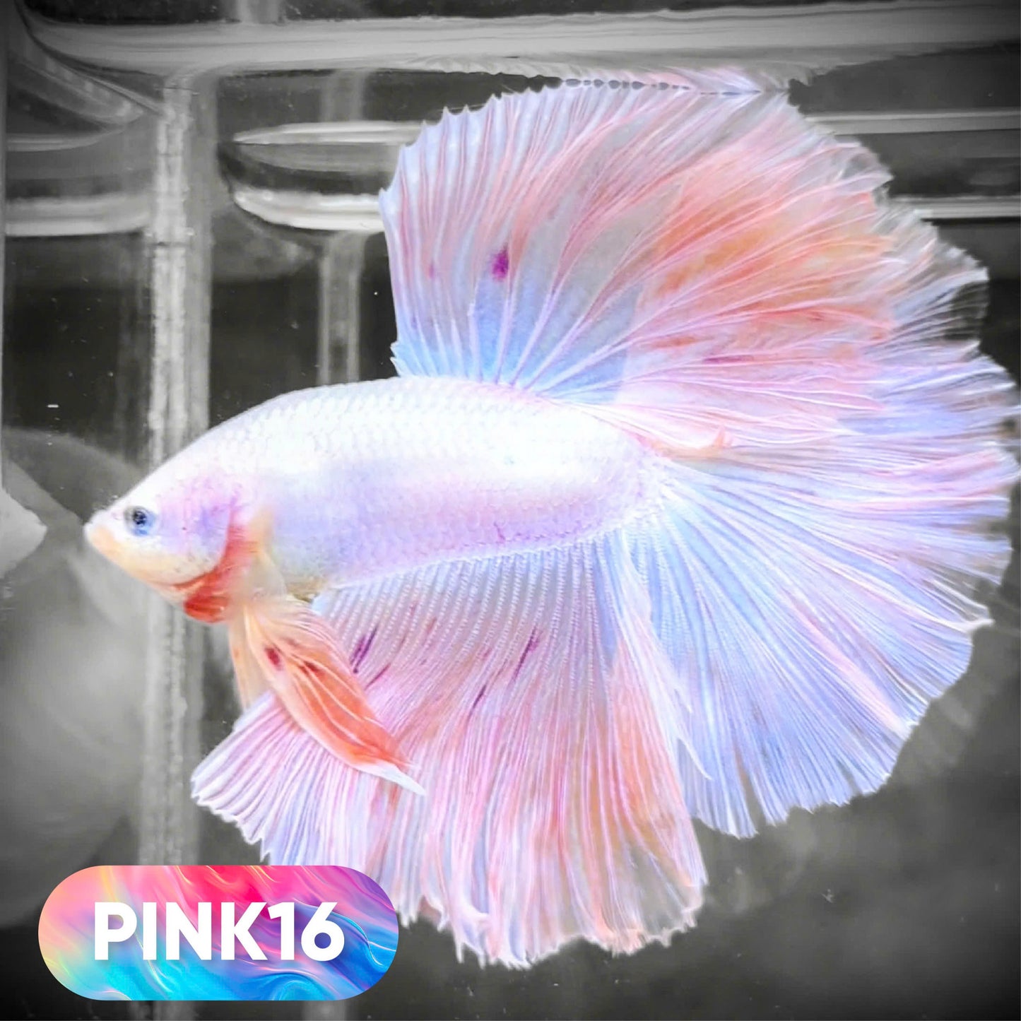 Pink Halfmoon Male Betta Fish | You Pick Fish | Order Directly From Farm