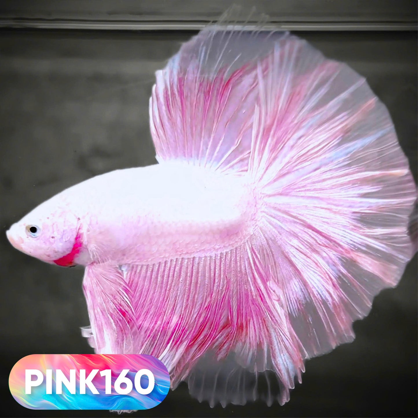 Pink Halfmoon Male Betta Fish | You Pick Fish | Order Directly From Farm