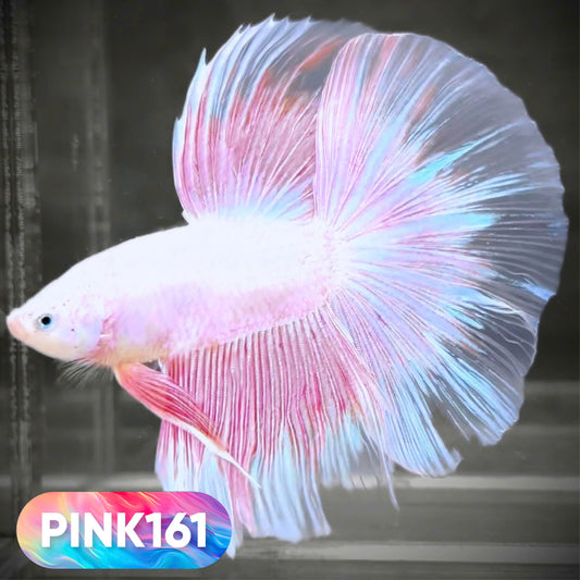 Pink Halfmoon Male Betta Fish | You Pick Fish | Order Directly From Farm