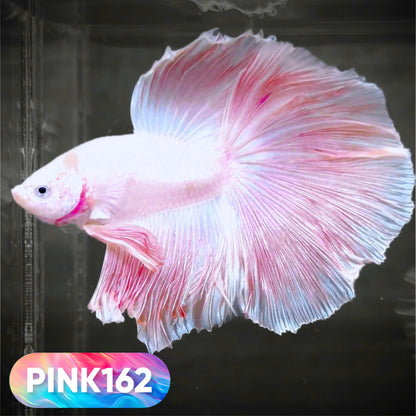 Pink Halfmoon Male Betta Fish | You Pick Fish | Order Directly From Farm