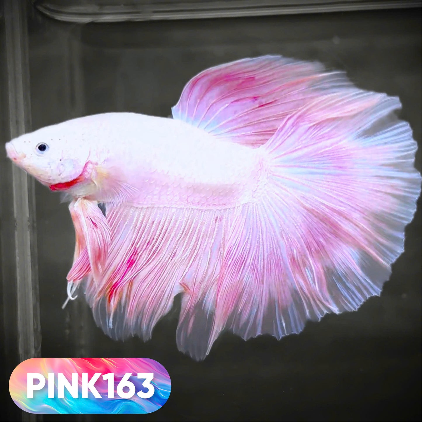 Pink Halfmoon Male Betta Fish | You Pick Fish | Order Directly From Farm