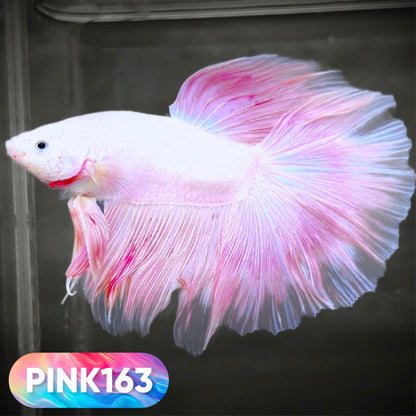 Pink Halfmoon Male Betta Fish | You Pick Fish | Order Directly From Farm