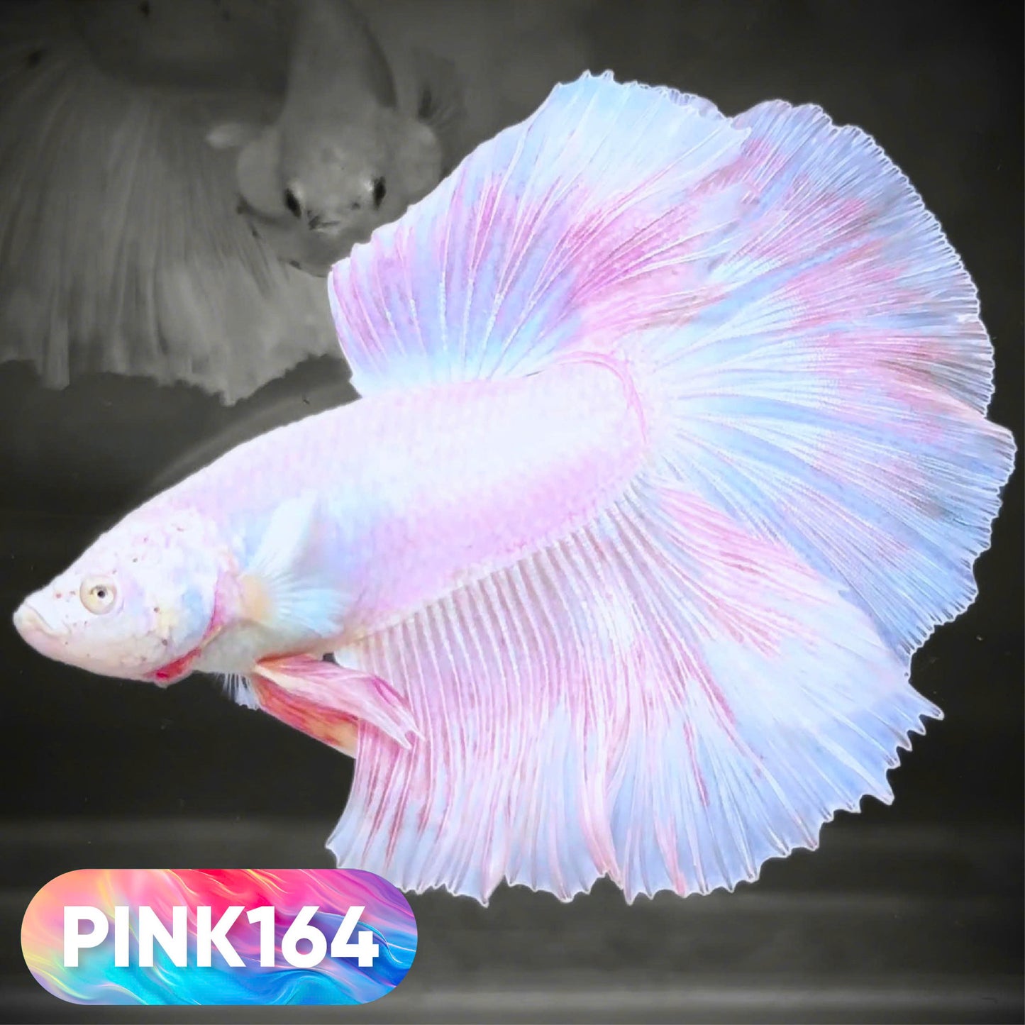 Pink Halfmoon Male Betta Fish | You Pick Fish | Order Directly From Farm