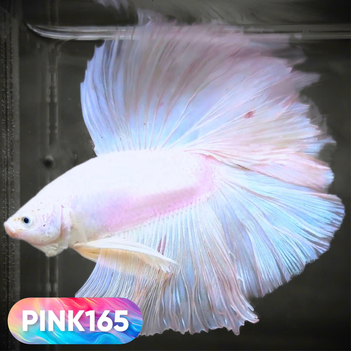 Pink Halfmoon Male Betta Fish | You Pick Fish | Order Directly From Farm