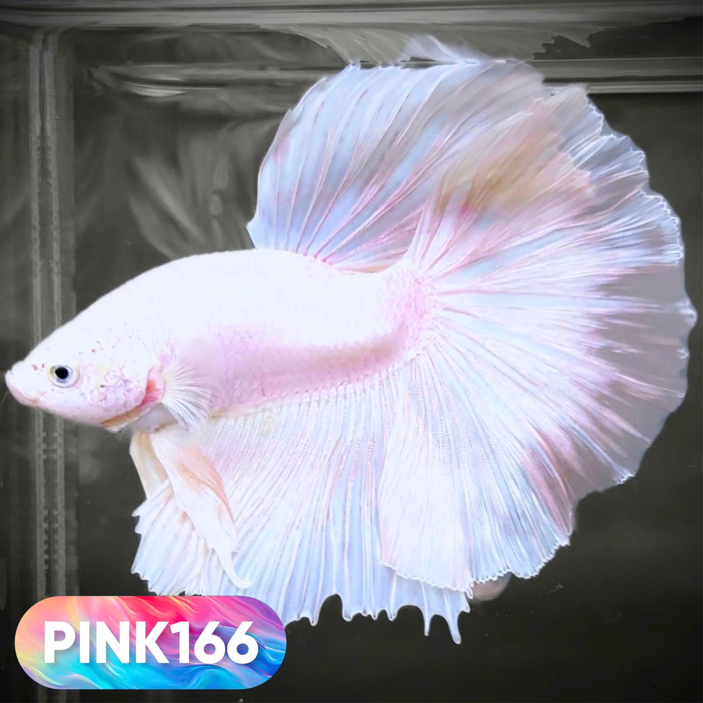 Pink Halfmoon Male Betta Fish | You Pick Fish | Order Directly From Farm