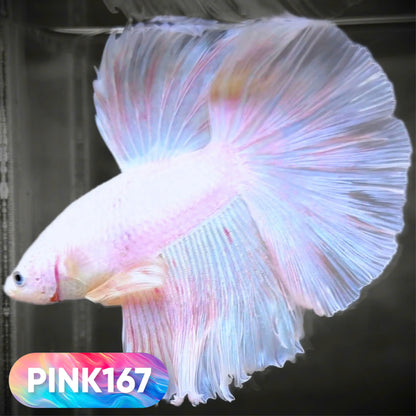 Pink Halfmoon Male Betta Fish | You Pick Fish | Order Directly From Farm