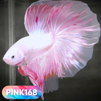Pink Halfmoon Male Betta Fish | You Pick Fish | Order Directly From Farm