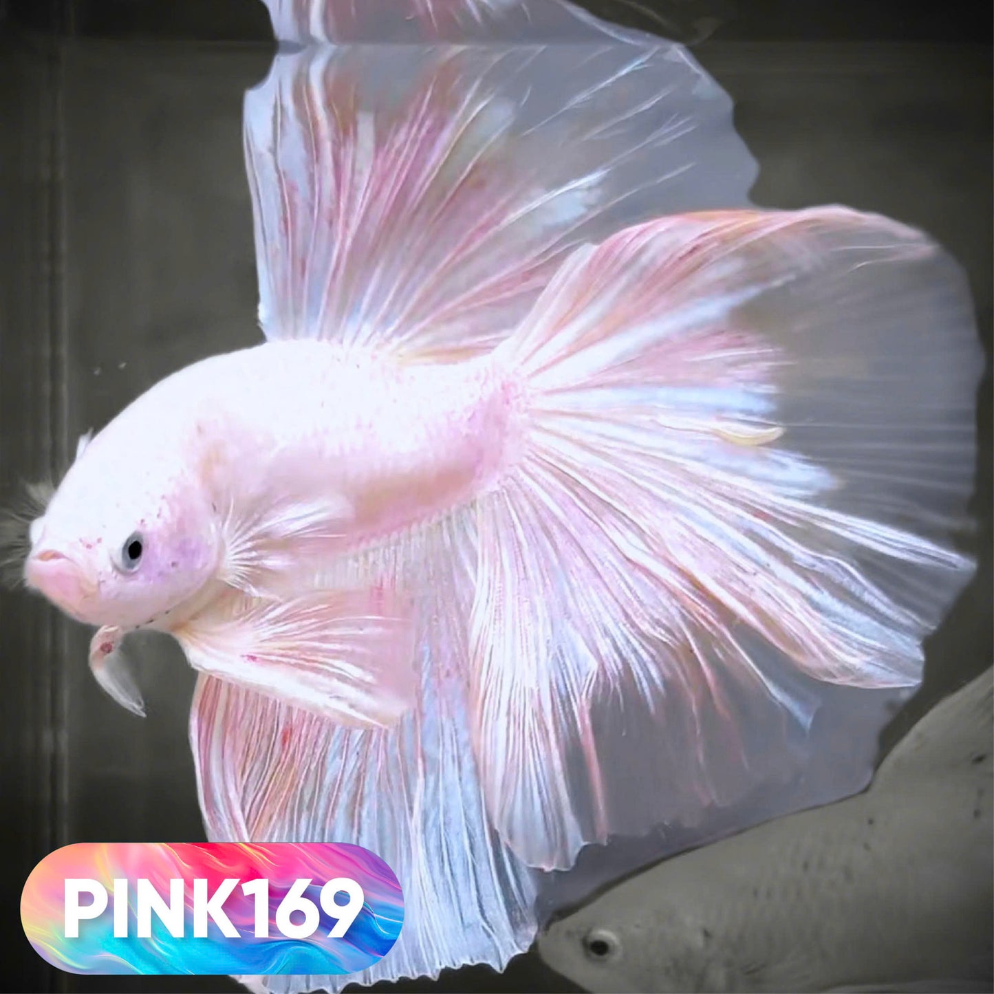 Pink Halfmoon Male Betta Fish | You Pick Fish | Order Directly From Farm