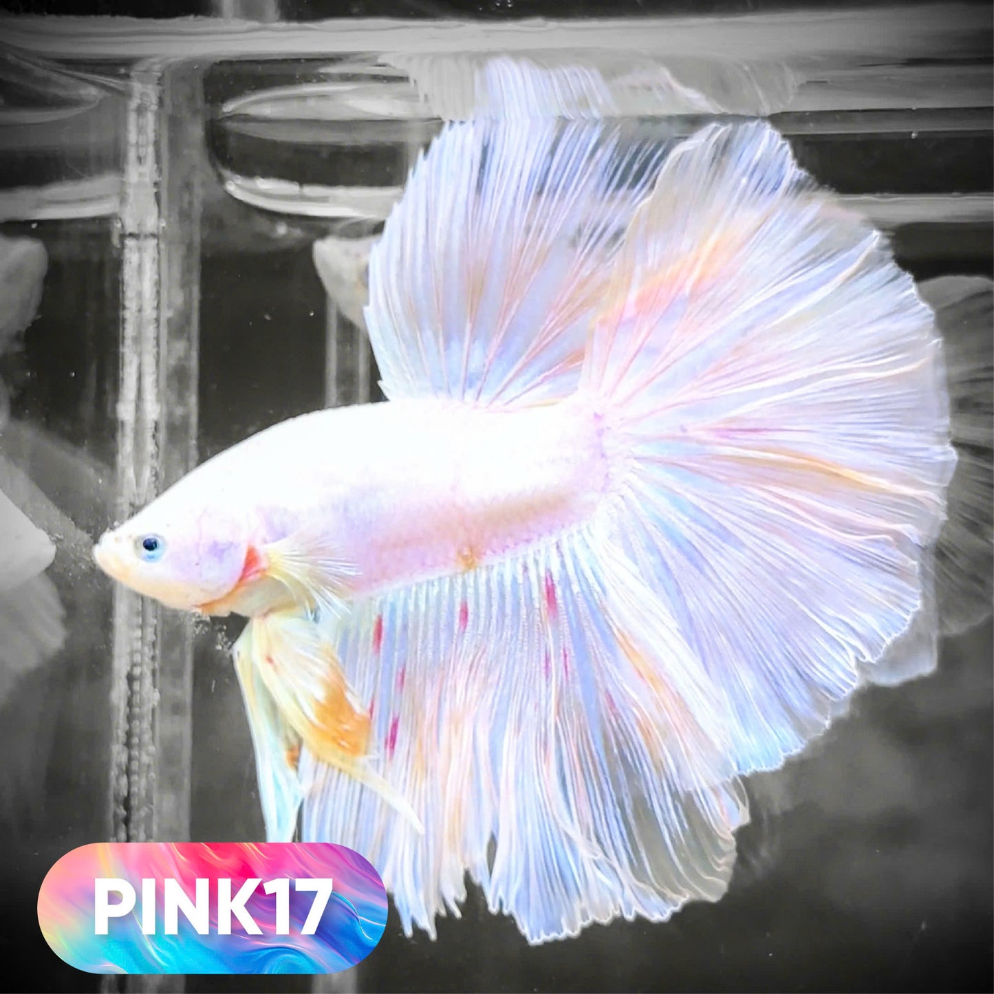 Pink Halfmoon Male Betta Fish | You Pick Fish | Order Directly From Farm