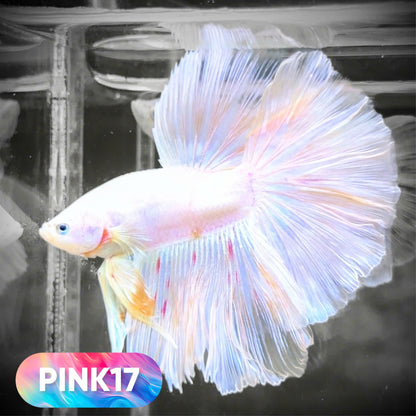 Pink Halfmoon Male Betta Fish | You Pick Fish | Order Directly From Farm