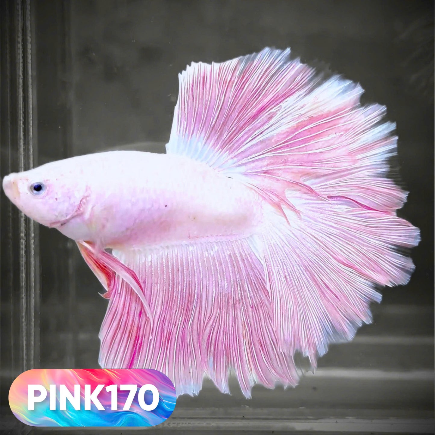 Pink Halfmoon Male Betta Fish | You Pick Fish | Order Directly From Farm