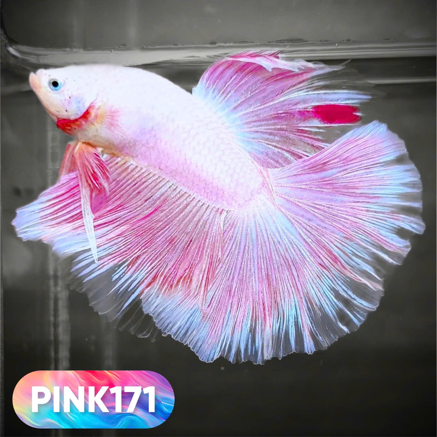 Pink Halfmoon Male Betta Fish | You Pick Fish | Order Directly From Farm