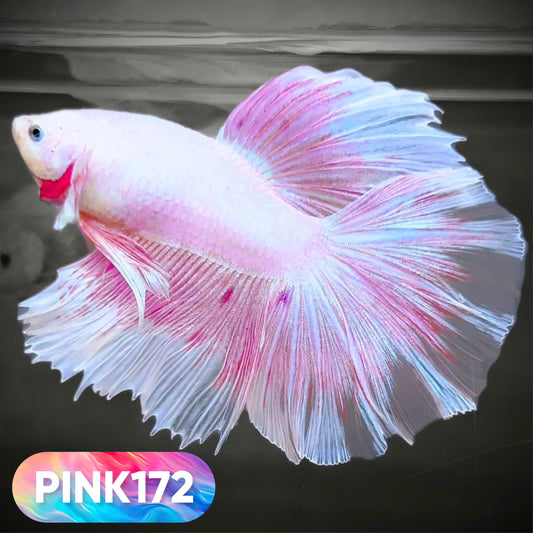 Pink Halfmoon Male Betta Fish | You Pick Fish | Order Directly From Farm