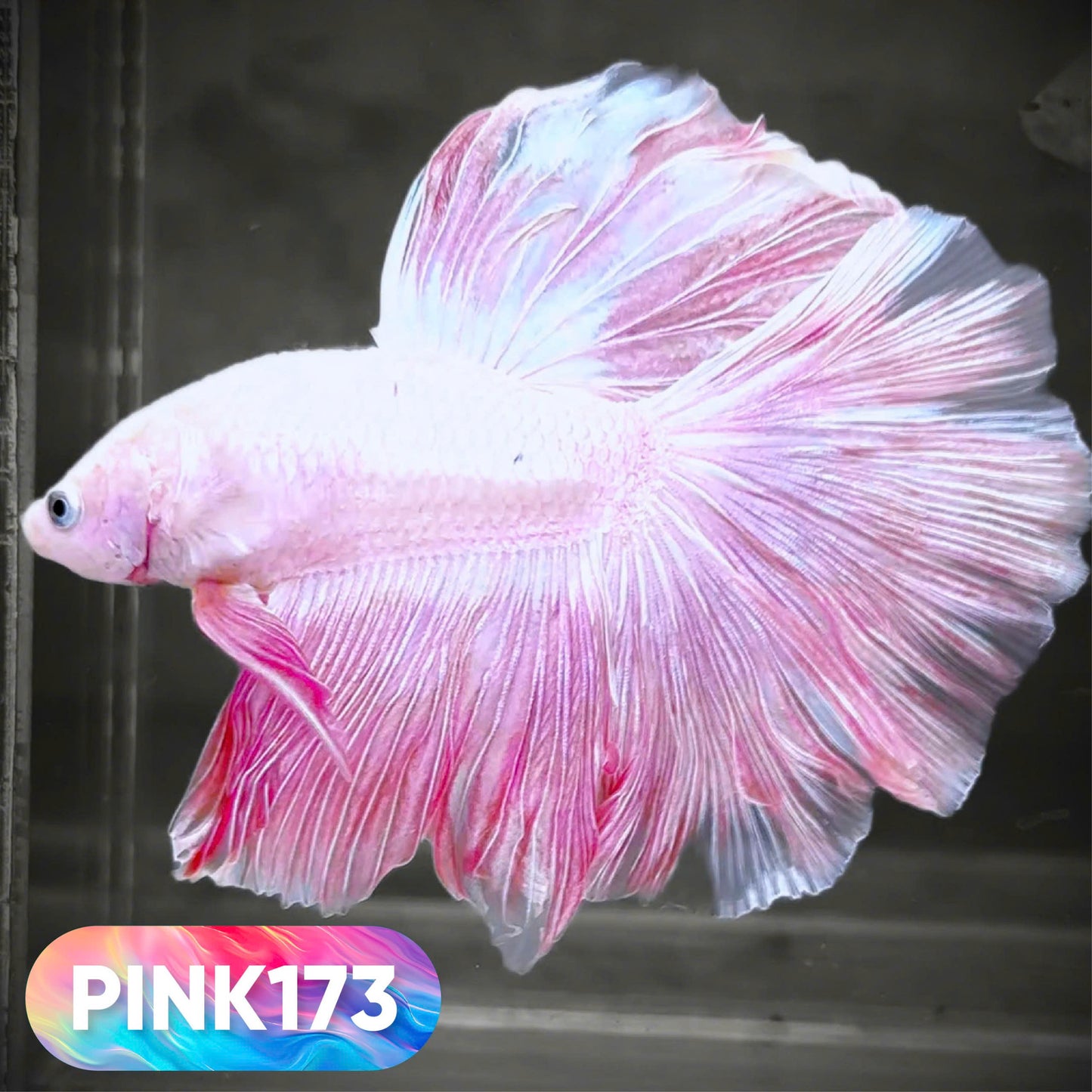 Pink Halfmoon Male Betta Fish | You Pick Fish | Order Directly From Farm