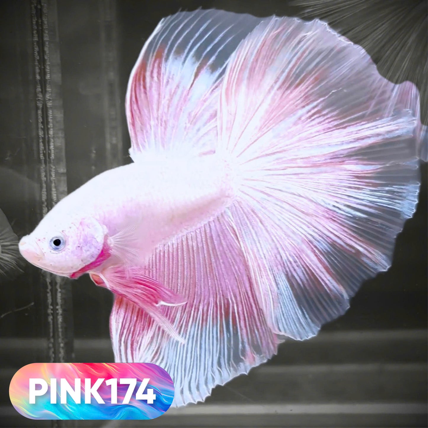 Pink Halfmoon Male Betta Fish | You Pick Fish | Order Directly From Farm