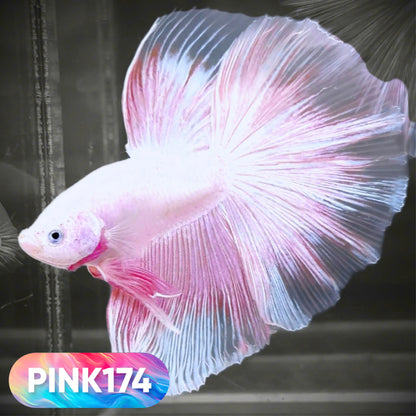 Pink Halfmoon Male Betta Fish | You Pick Fish | Order Directly From Farm