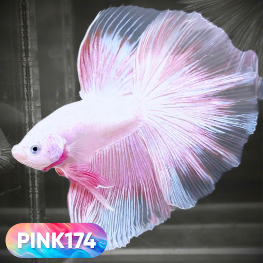 Pink Halfmoon Male Betta Fish | You Pick Fish | Order Directly From Farm