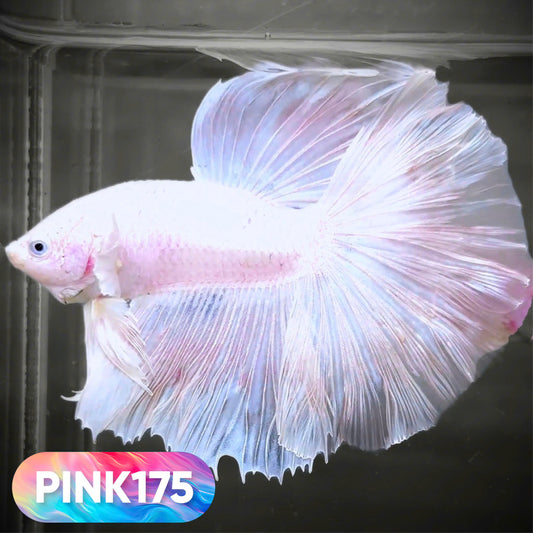 Pink Halfmoon Male Betta Fish | You Pick Fish | Order Directly From Farm