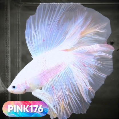 Pink Halfmoon Male Betta Fish | You Pick Fish | Order Directly From Farm
