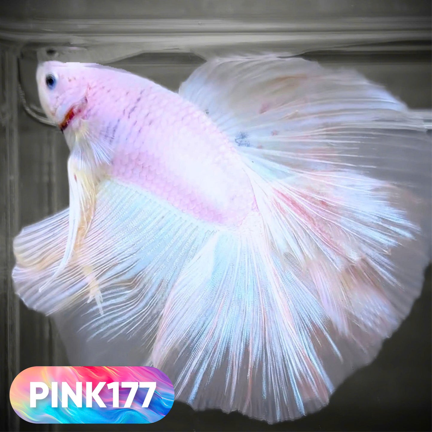 Pink Halfmoon Male Betta Fish | You Pick Fish | Order Directly From Farm