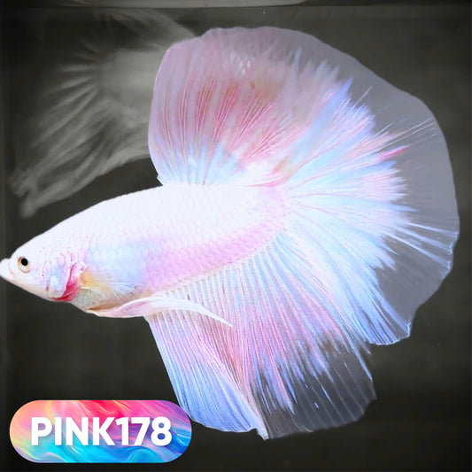 Pink Halfmoon Male Betta Fish | You Pick Fish | Order Directly From Farm