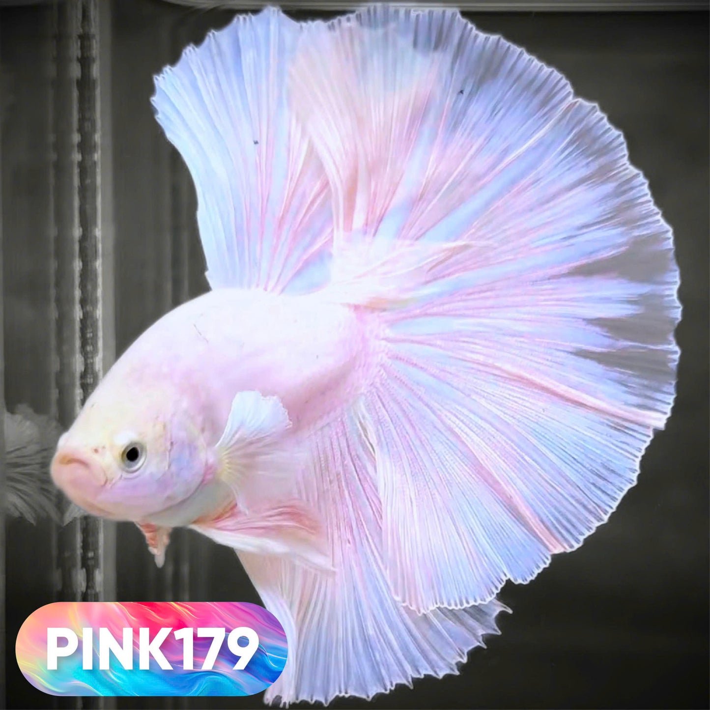 Pink Halfmoon Male Betta Fish | You Pick Fish | Order Directly From Farm
