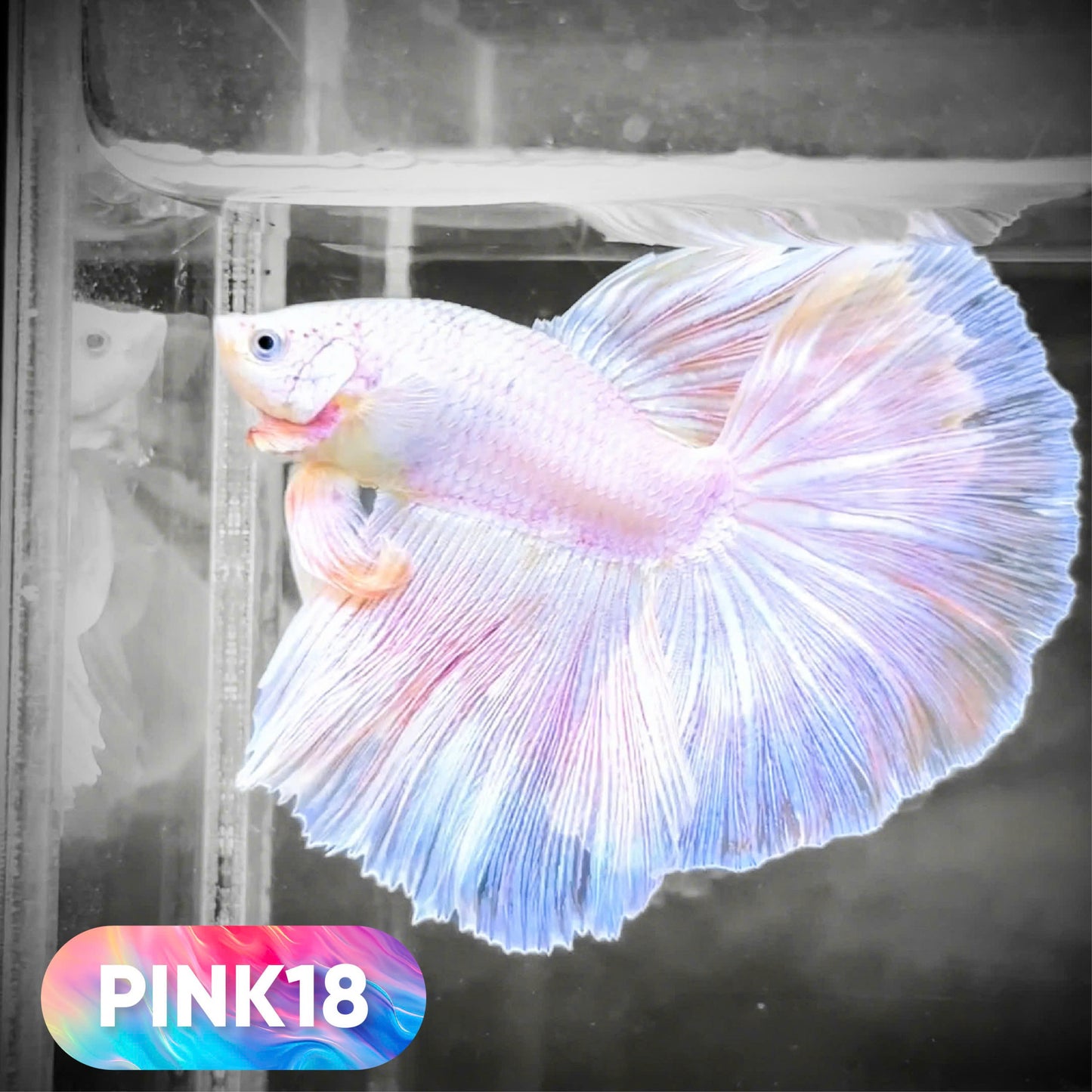 Pink Halfmoon Male Betta Fish | You Pick Fish | Order Directly From Farm