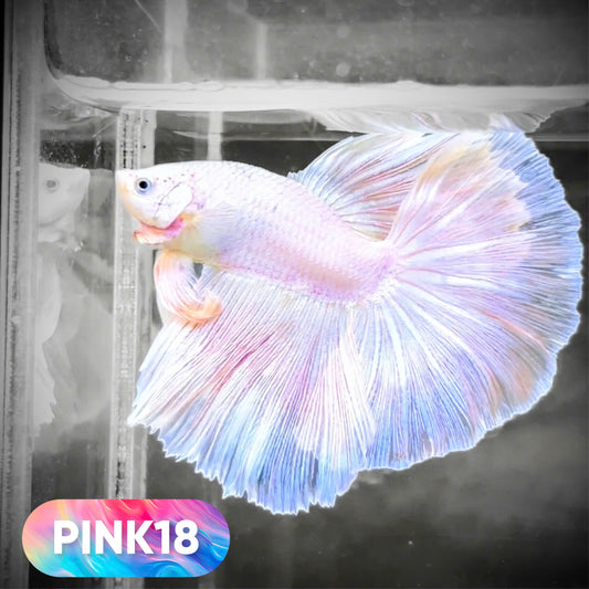 Pink Halfmoon Male Betta Fish | You Pick Fish | Order Directly From Farm