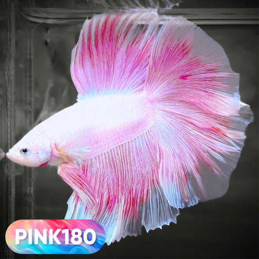 Pink Halfmoon Male Betta Fish | You Pick Fish | Order Directly From Farm
