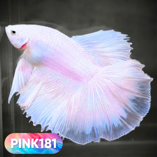 Pink Halfmoon Male Betta Fish | You Pick Fish | Order Directly From Farm