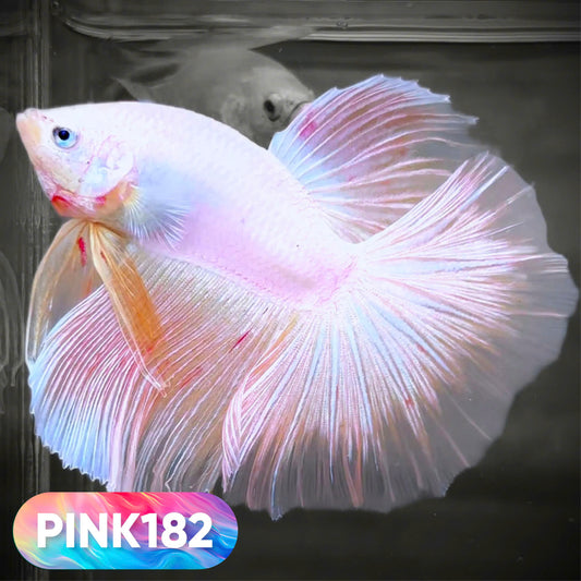 Pink Halfmoon Male Betta Fish | You Pick Fish | Order Directly From Farm