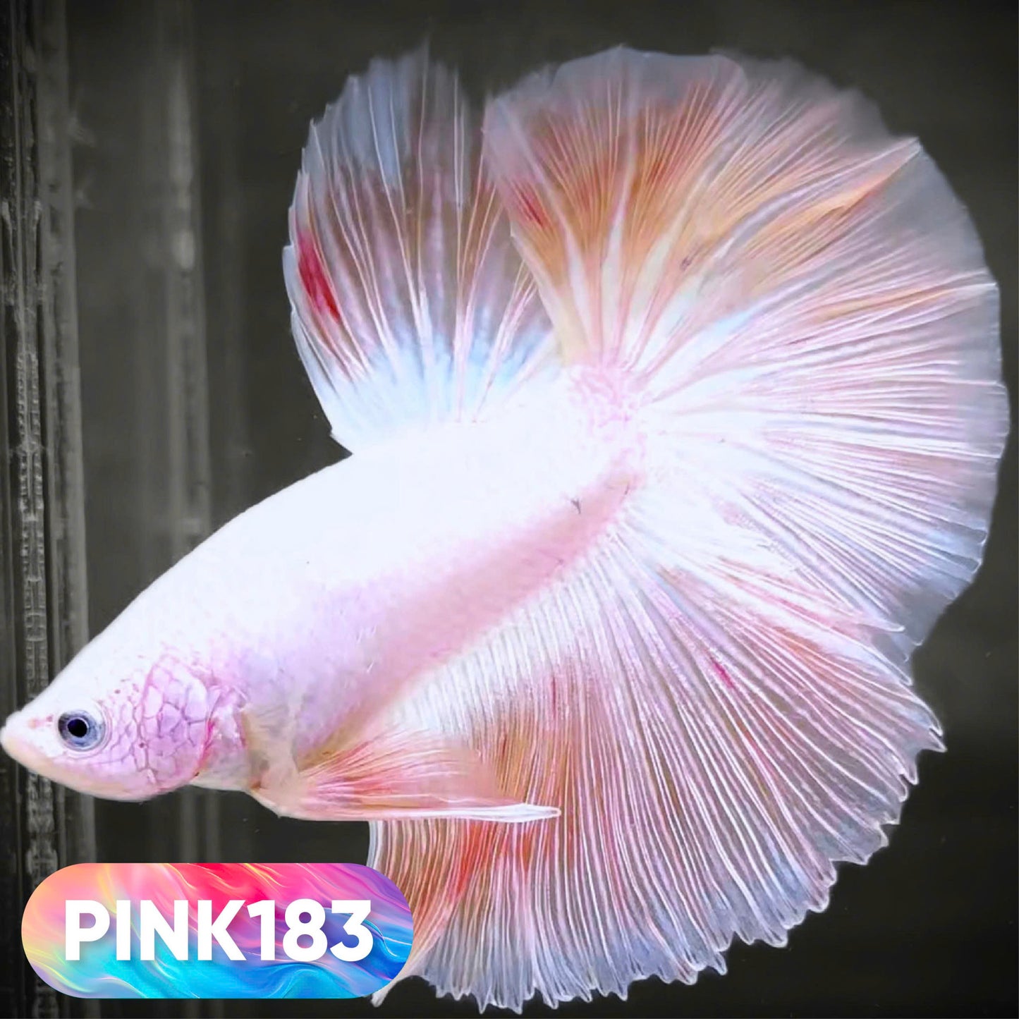Pink Halfmoon Male Betta Fish | You Pick Fish | Order Directly From Farm