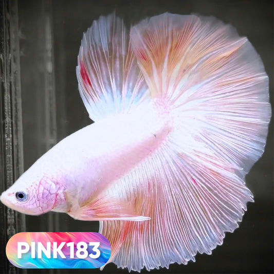 Pink Halfmoon Male Betta Fish | You Pick Fish | Order Directly From Farm