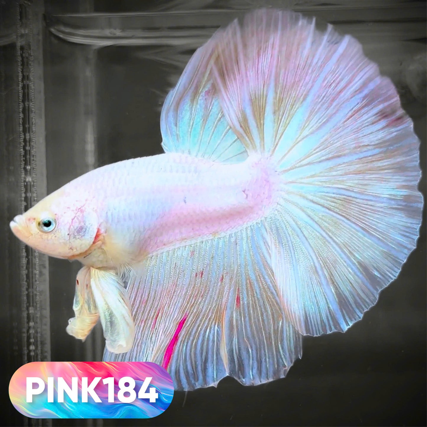 Pink Halfmoon Male Betta Fish | You Pick Fish | Order Directly From Farm