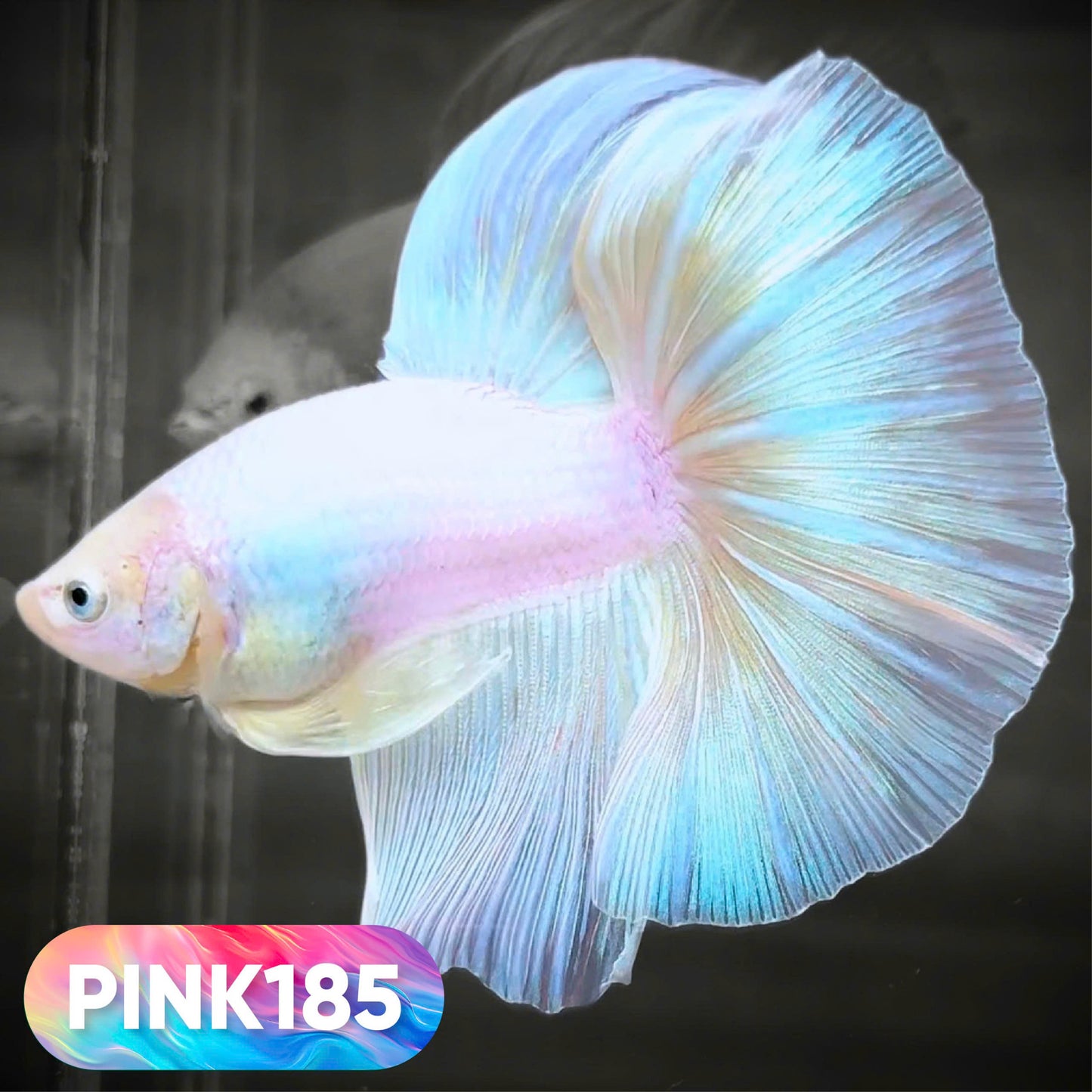 Pink Halfmoon Male Betta Fish | You Pick Fish | Order Directly From Farm