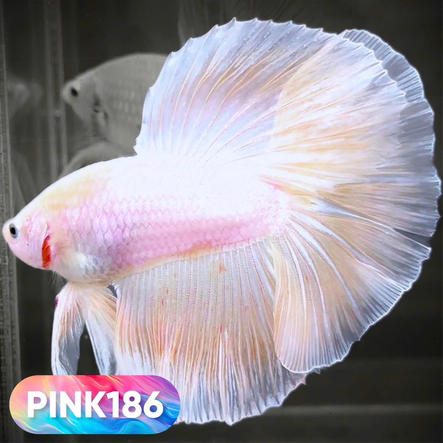 Pink Halfmoon Male Betta Fish | You Pick Fish | Order Directly From Farm