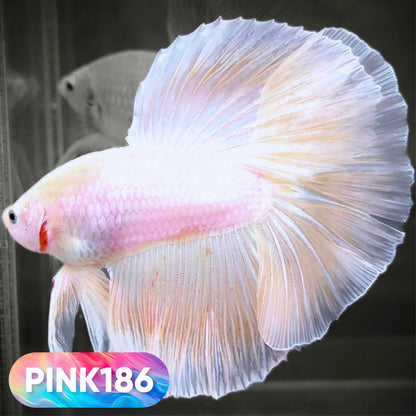Pink Halfmoon Male Betta Fish | You Pick Fish | Order Directly From Farm