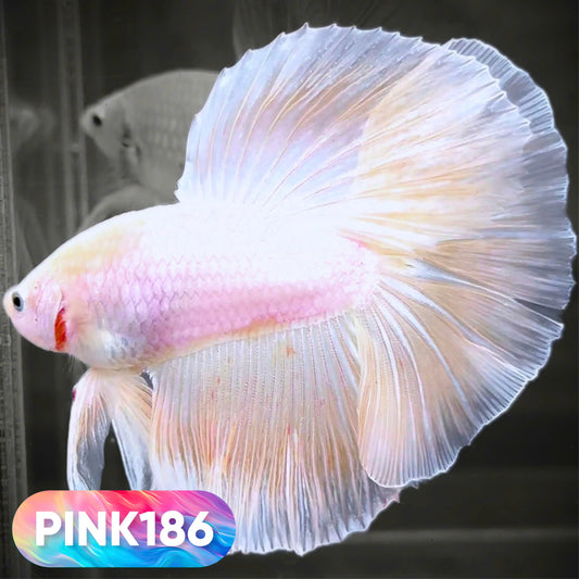 Pink Halfmoon Male Betta Fish | You Pick Fish | Order Directly From Farm