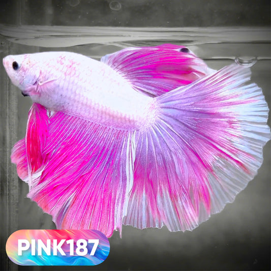 Pink Halfmoon Male Betta Fish | You Pick Fish | Order Directly From Farm