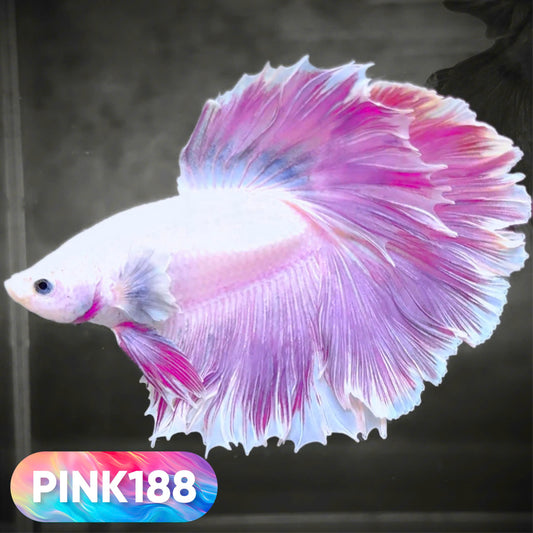 Pink Halfmoon Male Betta Fish | You Pick Fish | Order Directly From Farm