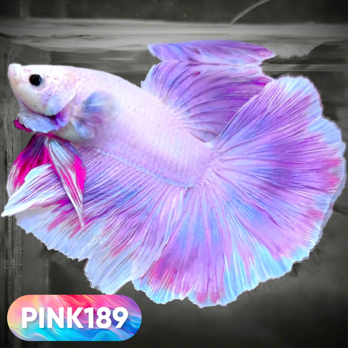 Pink Halfmoon Male Betta Fish | You Pick Fish | Order Directly From Farm