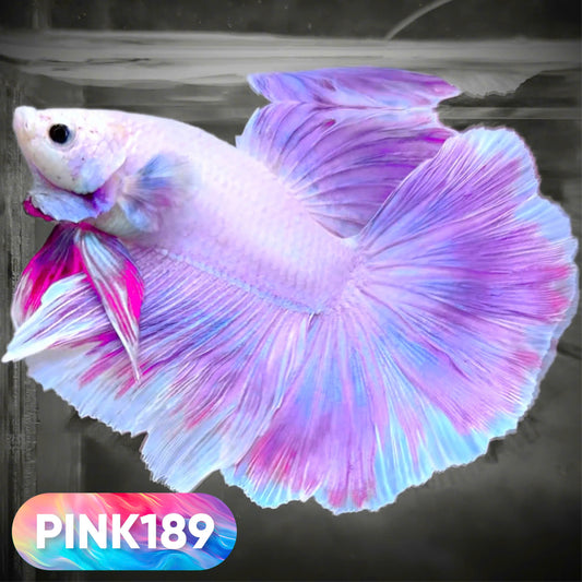Pink Halfmoon Male Betta Fish | You Pick Fish | Order Directly From Farm