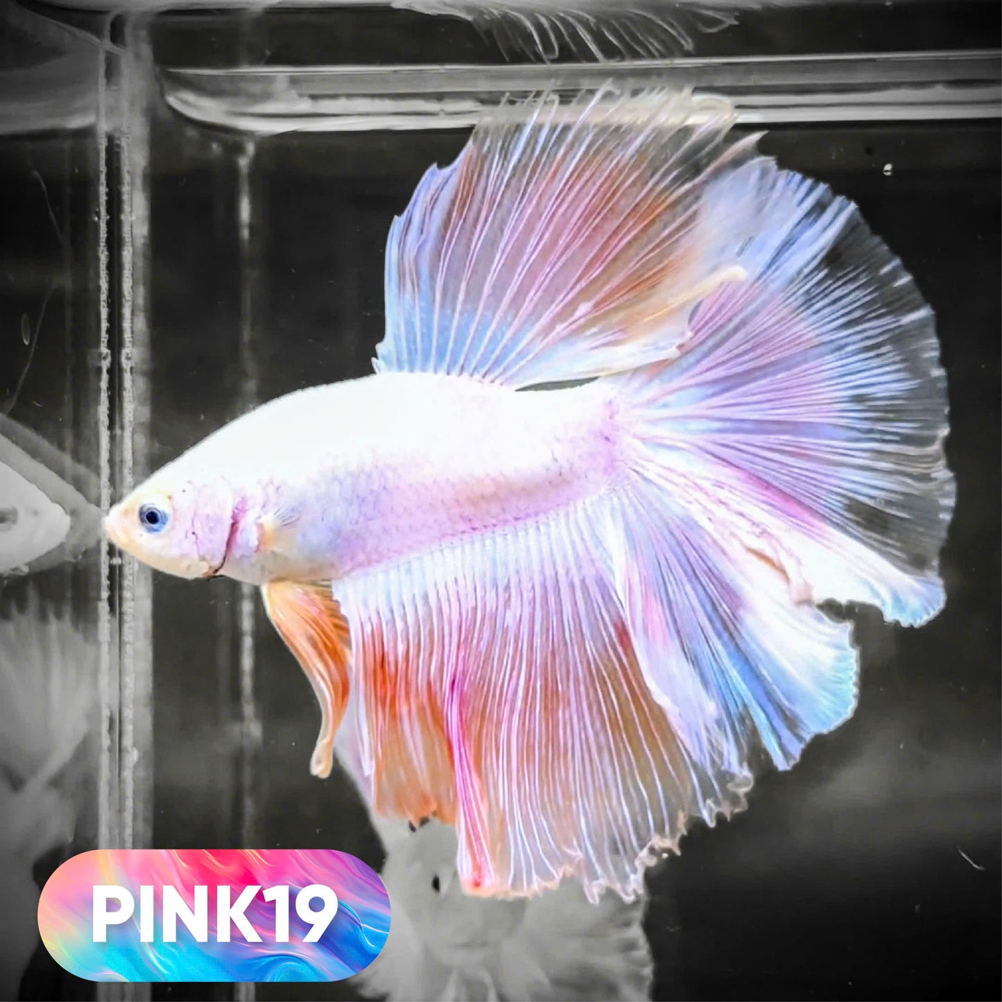 Pink Halfmoon Male Betta Fish | You Pick Fish | Order Directly From Farm